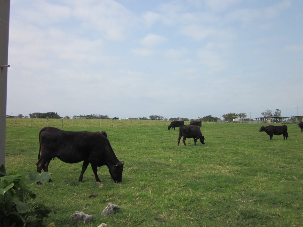 黒島牛まつり