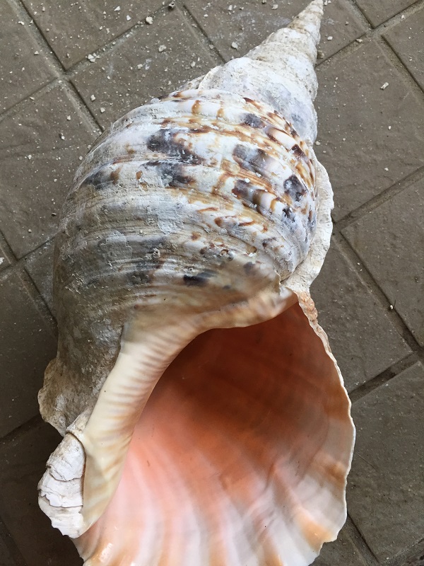 巨大な法螺貝 ホラ貝 の研磨と激臭との奮闘記 石垣 遊び