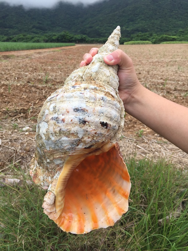 巨大な法螺貝 ホラ貝 の研磨と激臭との奮闘記 石垣 遊び