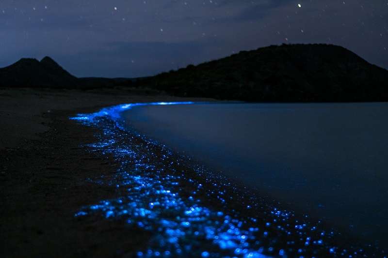 石垣島で夜の光るサンゴ・夜光虫のツアー