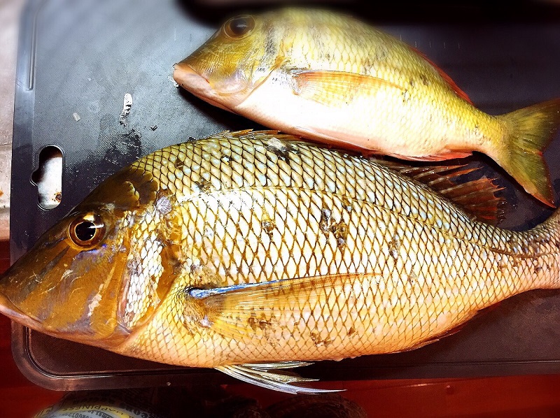 沖縄の食べ物は珍しい栄養の高い食材