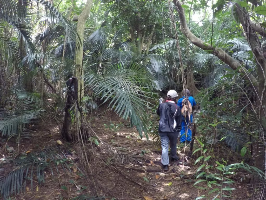 ジャングル探検